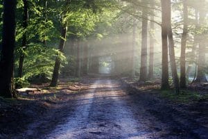 rayons du soleil qui pénètrent à travers la forêt
