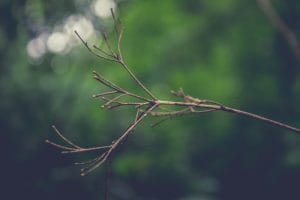 branche d'arbre symbolique