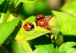 3 coccinelles sur une feuille