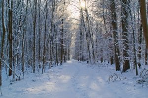 traces de pas dans la neige
