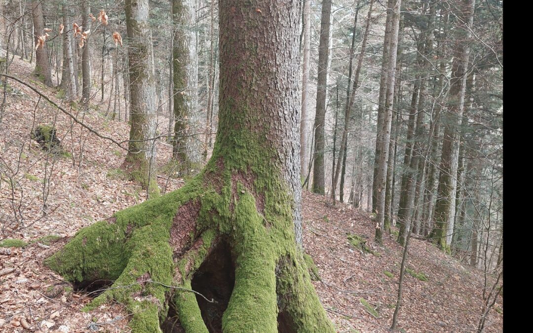 Un arbre