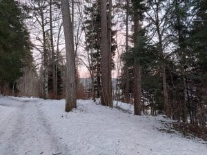 La forêt de Bevaix, sous la neige et au soleil couchant.