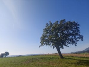 Arbres aux mouvements remarquables, à la fois forts et fragiles, comme nous